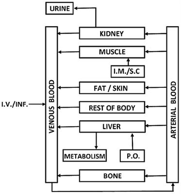 Modelling Shows the Negative Impact of Age Dependent Pharmacokinetics on the Efficacy of Oxytetracycline in Young Steers